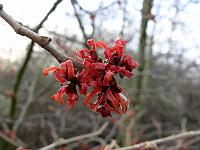 hamamelis_x_intermedia_diane_-_roed_troldnoed