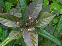 helwingia_chinensis