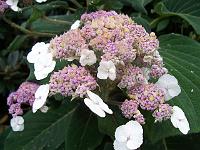 hydrangea_aspera_ssp._sargentiana_-_hortensie