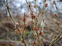 hamamelis_x_intermedia_glowing_ambers