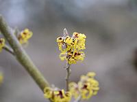 hamamelis_x_intermedia_wiero