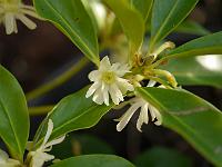 illicium_anisatum