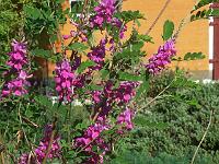 indigofera_gerardiana_-_indigobusk