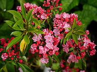 kalmia_latifolia_ostbo_red