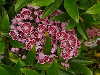 kalmia_latifolia_pinwheel