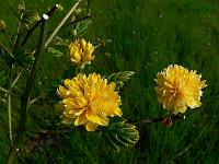 kerria_japonica_pleniflora