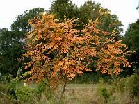 koelreuteria_paniculata