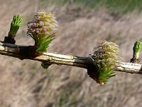 larix_decidua_pendula