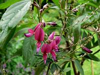 lespedeza_thunbergii_-_kloeverbusk