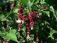 leycesteria_formosa