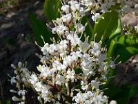 ligustrum-japonicum-texanum