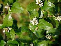 ligustrum_sinensis