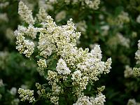 ligustrum_vulgare