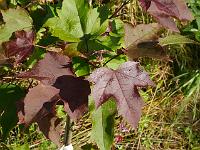 liquidambar_formosana_ellen