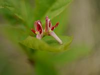 lonicera_alpigeana