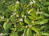 lonicera_quinquelocularis