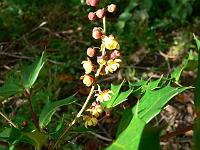 mahonia_gracilipes