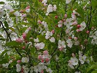 malus_hupehensis