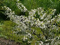 malus_sargentii