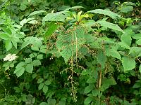 meliosma_dilleniifolia_ssp._flexuosa