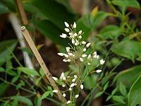 nandina_domestica