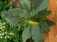 nicotiana_glauca