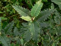 olearia_macrodontha