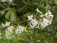 osmanthus_delavayi