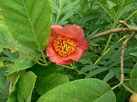 paeonia_-_traepaeoner