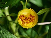 paeonia_lutea_var._ludlowii