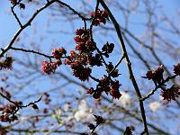 2009-04-12_08-59-10_0004