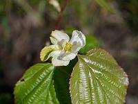 parrotiopsis_jacquemontiana