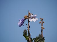 paulownia_tomentosa