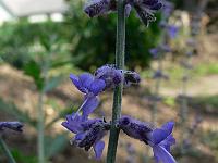 perovskia_atriplicifolia_blue_spire