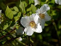 philadelphus_belle_etoile