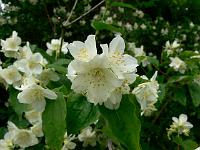 philadelphus_coronarius