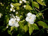 philadelphus_innocense