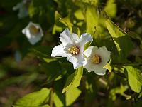 philadelphus_lemoinei_waterton