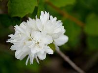 philadelphus_minnesota_snow_flake