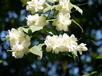 philadelphus_pekinensis_-_uaegte_jasmin