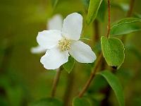 philadelphus_silberregen