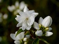 philadelphus_snow_belle