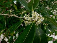 phillyrea_vilmoriniana_=_osmanthus_decorus