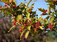 photinia_parvifolia