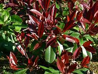 photinia_x_fraseri