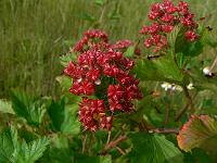 physocarpus_opulifolius