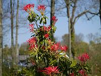 pieris_forest_flame