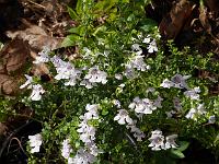 prostanthera_cuneata