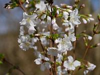 prunus_kurilensis_brilliant