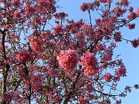 prunus_kursar_-_japansk_kirsebaertrae